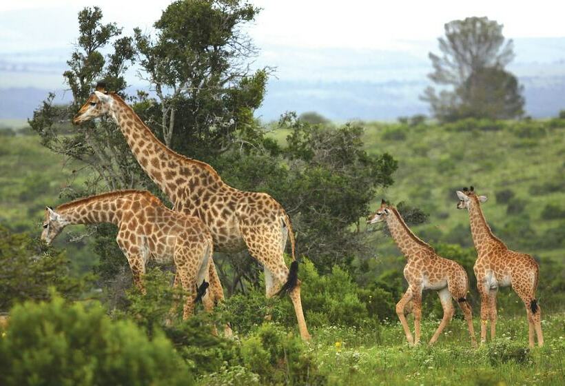 فندق Kariega Game Reserve   River Lodge