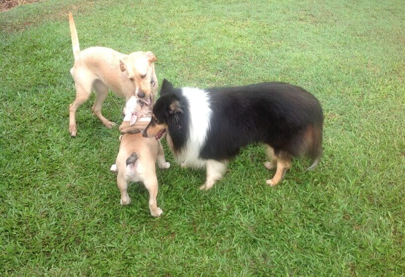 فندق Lagoon Pocket B&b