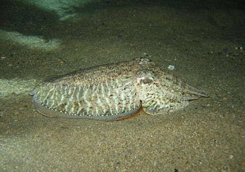 ホテル Porto Maltese Boutique Estate