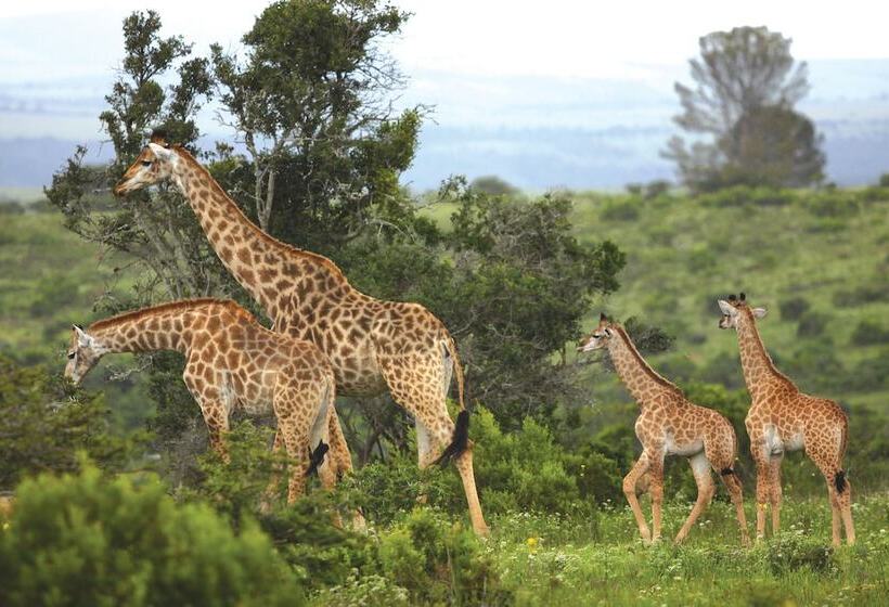 منتجع Kariega Game Reserve   Main Lodge