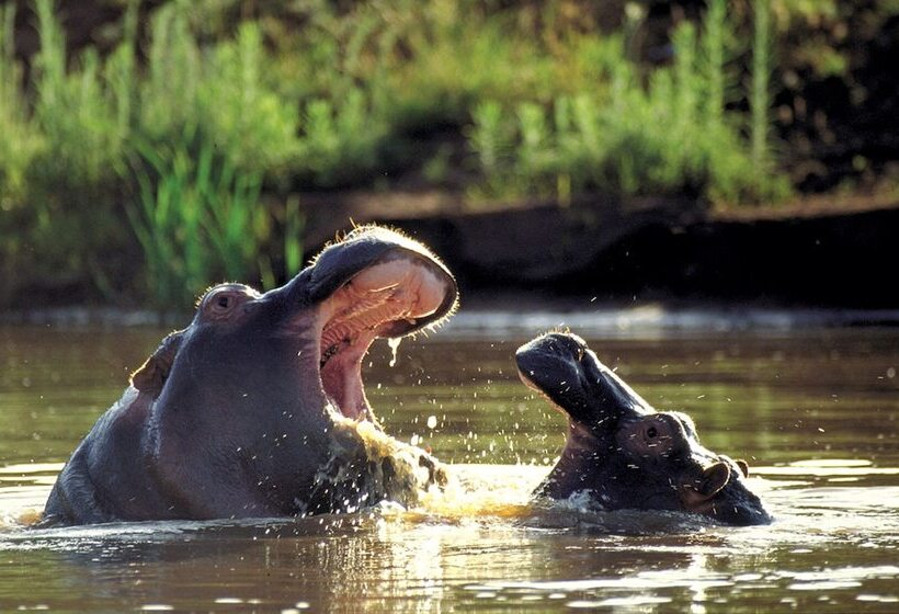 منتجع Kariega Game Reserve Ukhozi Lodge