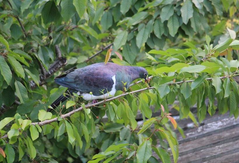 בית מלון כפרי The Mill House