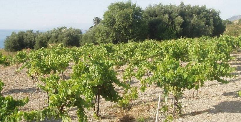 هتل Dionysos Village Resort