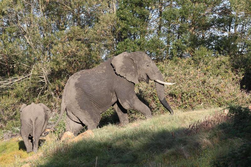 호텔 Gondwana Game Reserve