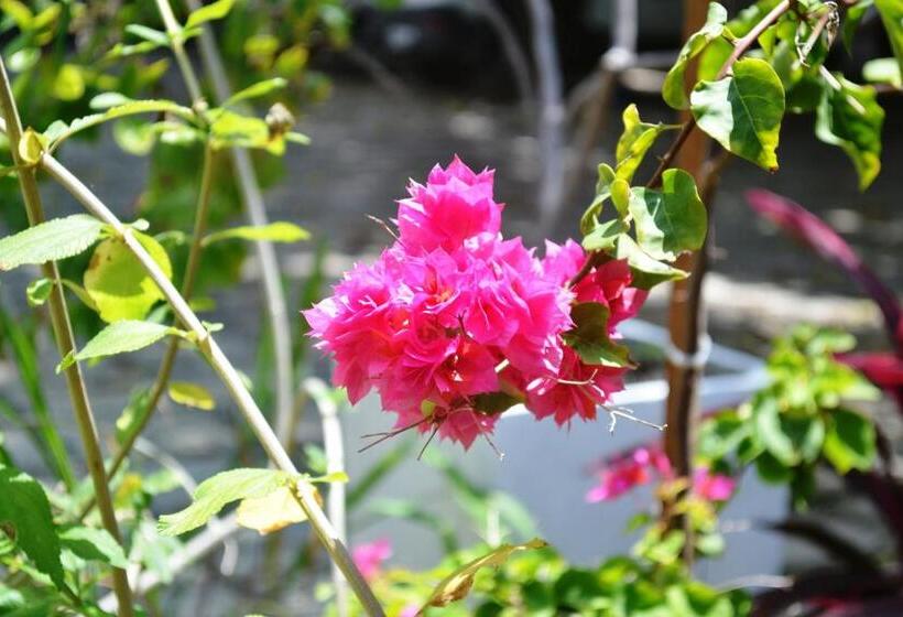 בית מלון כפרי Jacumã´s Lodge