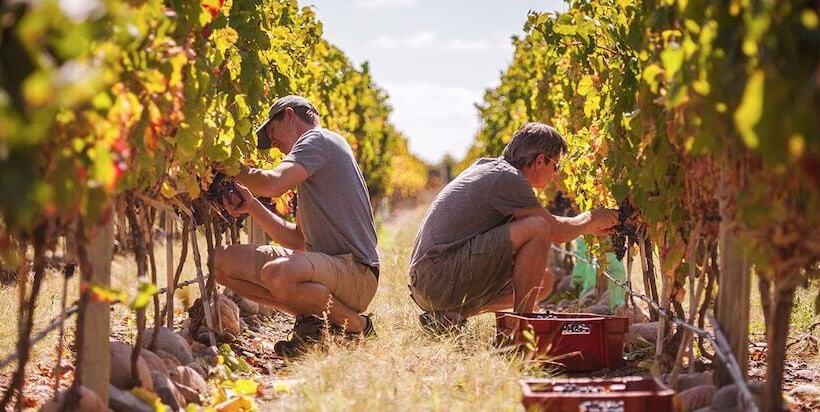 Otel The Vines Resort & Spa