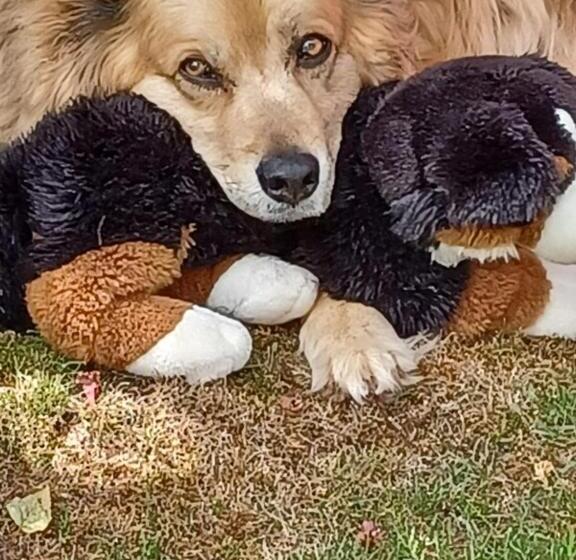 住宿加早餐  Garni Lantschner