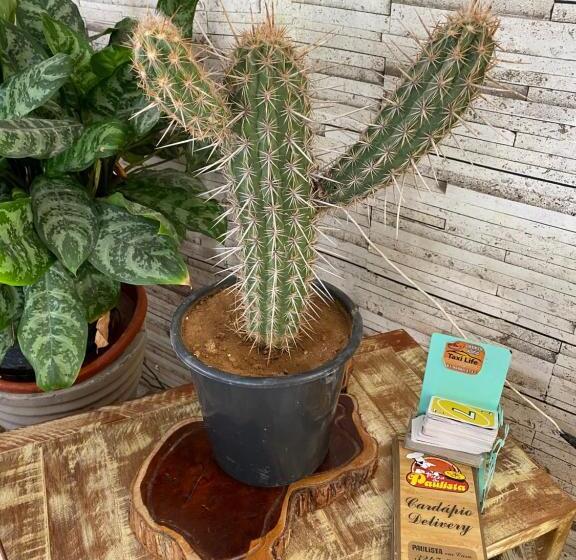 פנסיון Thematic Pousada