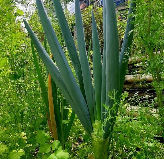 旅馆 Posada Turística La Ceiba