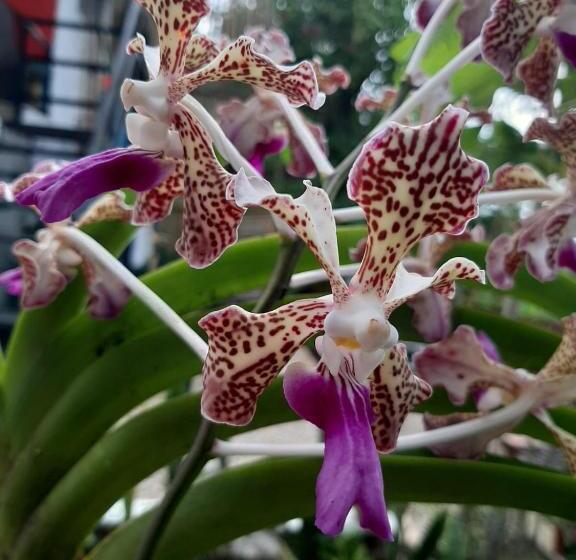فندق صغير Posada Turística La Ceiba