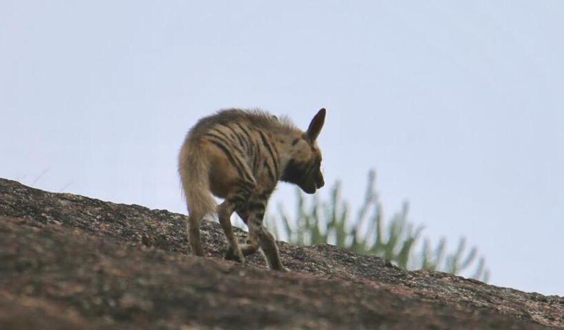 فندق Pride Resort & Convention Center Ranakpur Near Ranakpur Dam