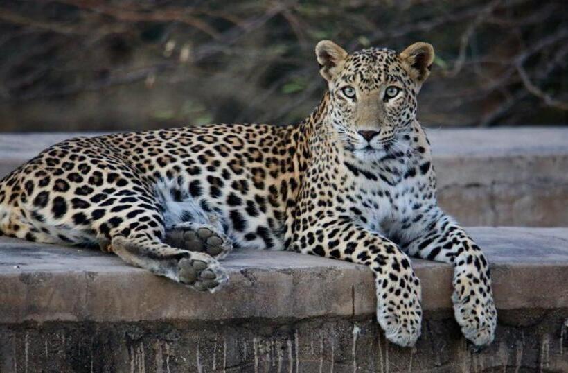 فندق Pride Resort & Convention Center Ranakpur Near Ranakpur Dam