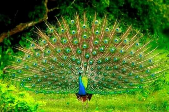 Пансион Attale Restaurant