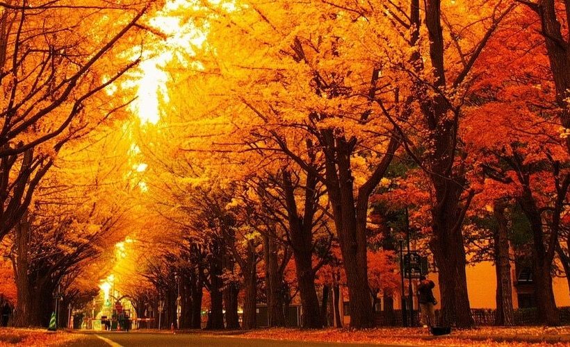 בית מלון כפרי Tokyu Stay Sapporo