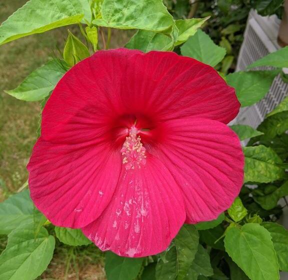 Отель Pension Alba   Vacation Stay 70925v