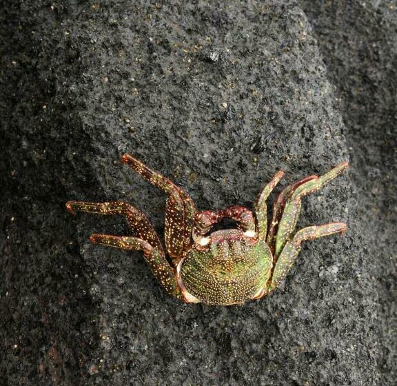 膳宿费 Casa Tortuga