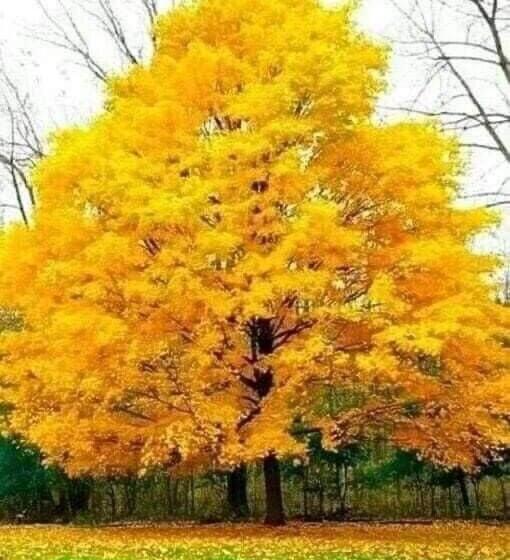 Отель Pousada Boa Noite