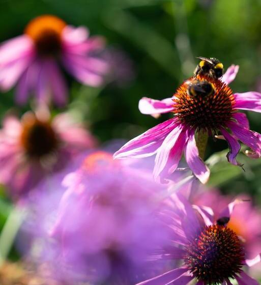 Gileston Manor Luxury B&b