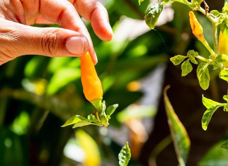 住宿加早餐 Tatajuba Hostel Casa Pascual