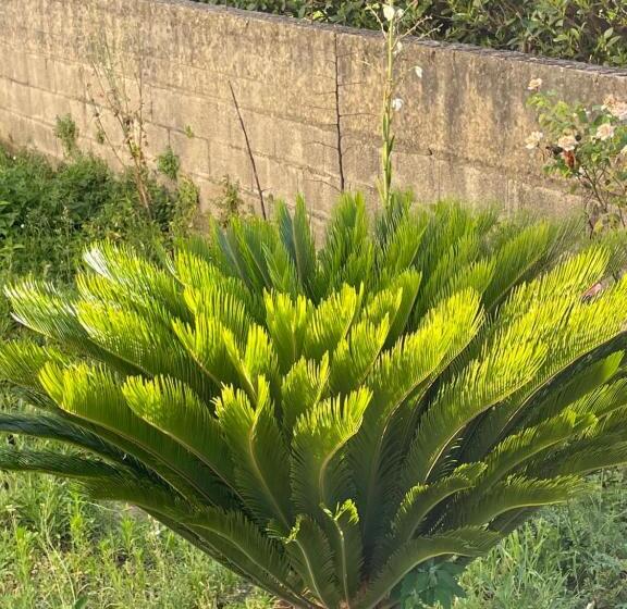 פנסיון Mezzaluna Guest House