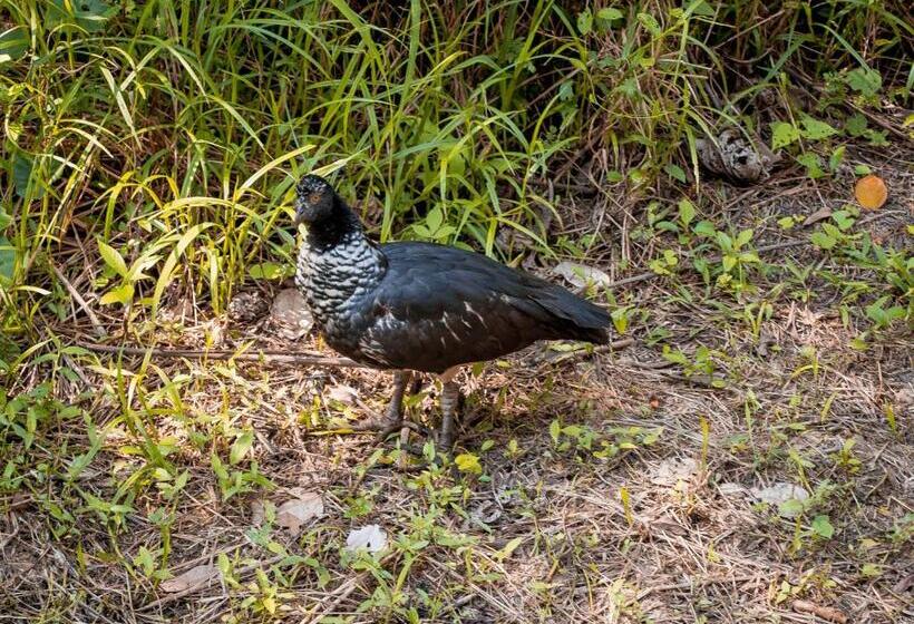 Biohotel Arara River