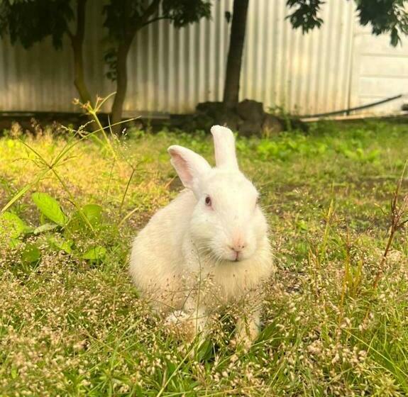 منتجع Kukoos Farm