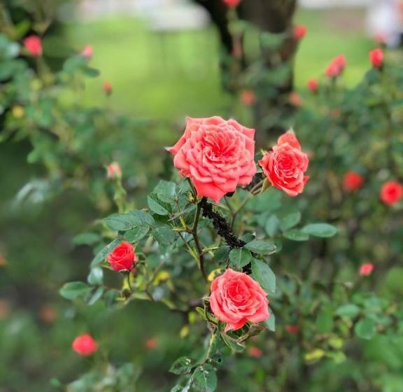 فندق La Quercia Rossa