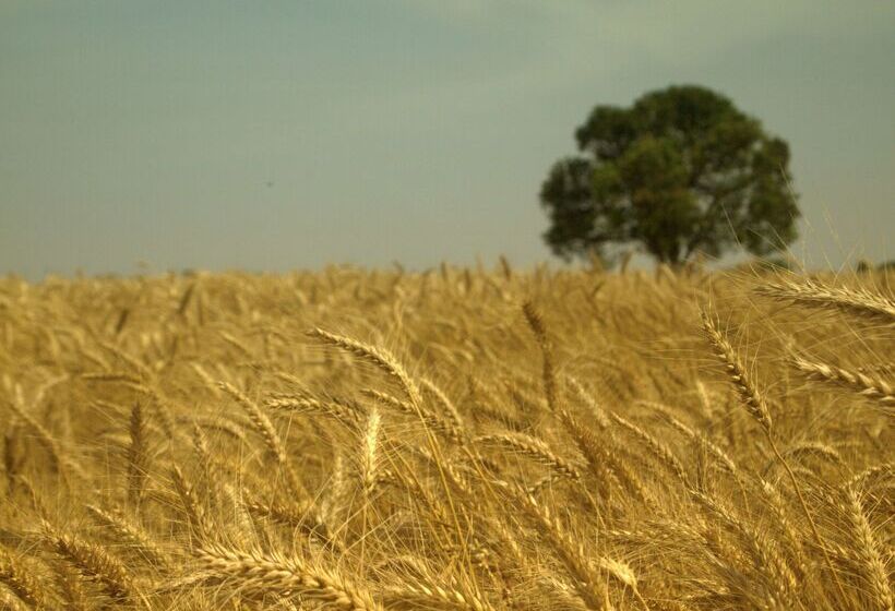 Отель Hyatt Regency Ludhiana