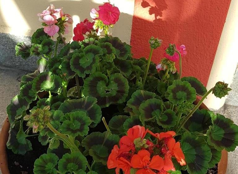 فندق Villa Costa