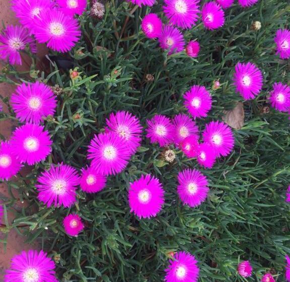 旅馆 Palmeras Del Verdun