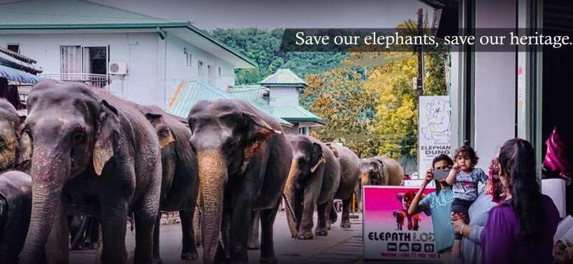 Hotel Elepath Lodge  Pinnawala