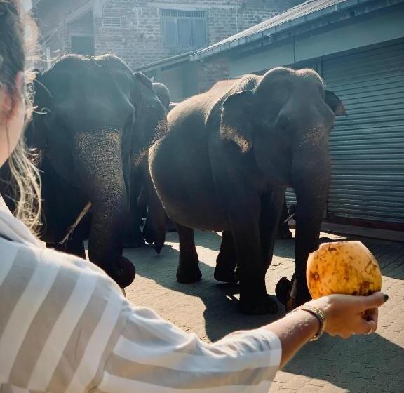 Hotel Elepath Lodge  Pinnawala