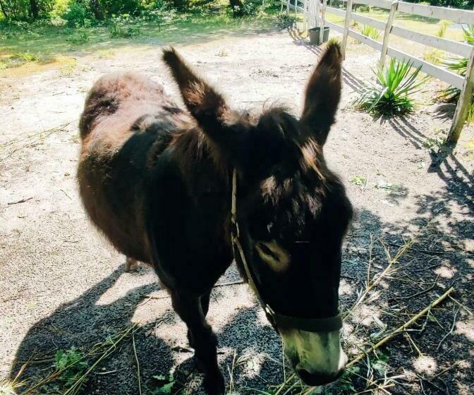 مبيت وإفطار Les Oiseaux Voyageurs
