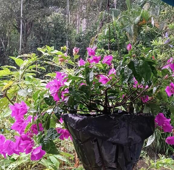 بنسيون Duck House Hostel / La Vega