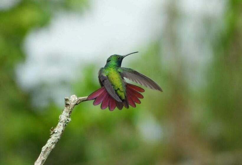 بنسيون Duck House Hostel / La Vega