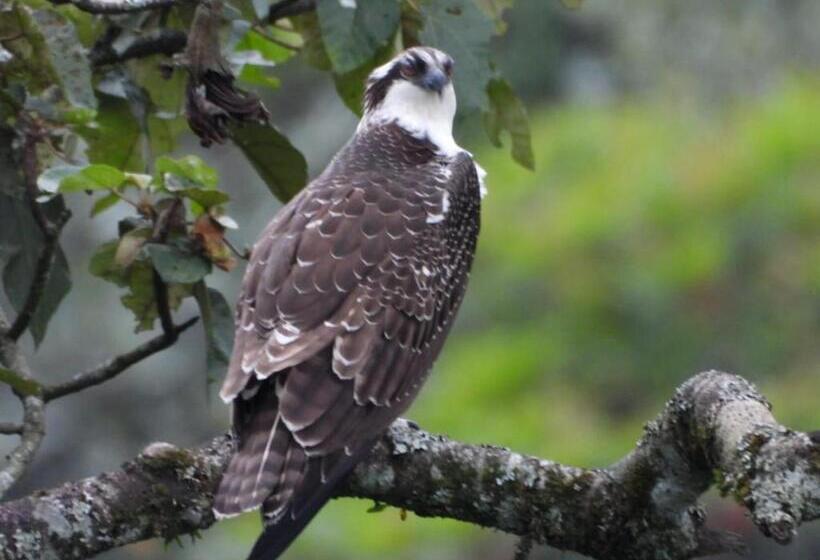 بنسيون Duck House Hostel / La Vega