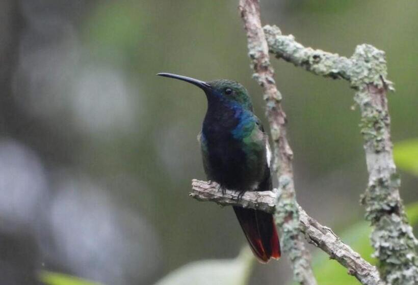 بنسيون Duck House Hostel / La Vega