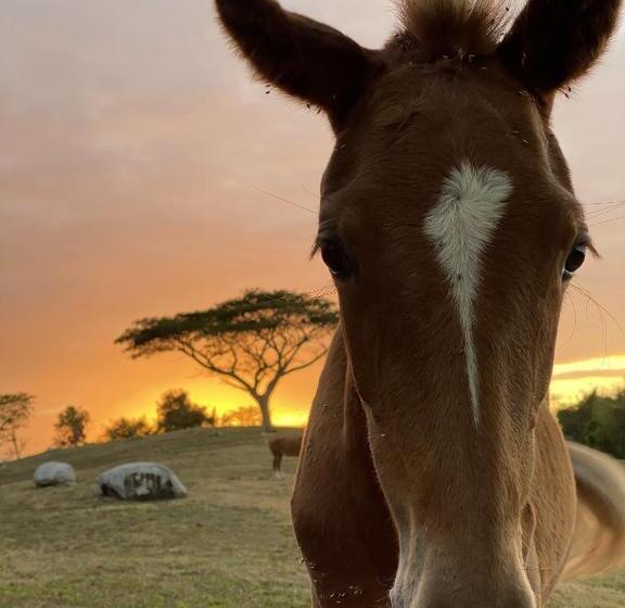 Пансион Lejos Eco Retreat