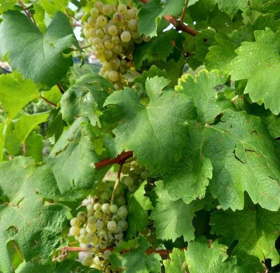 펜션 Locazione Turistica El Sghirlo