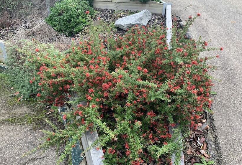 בית מלון כפרי Orbost Country Man Motor Inn