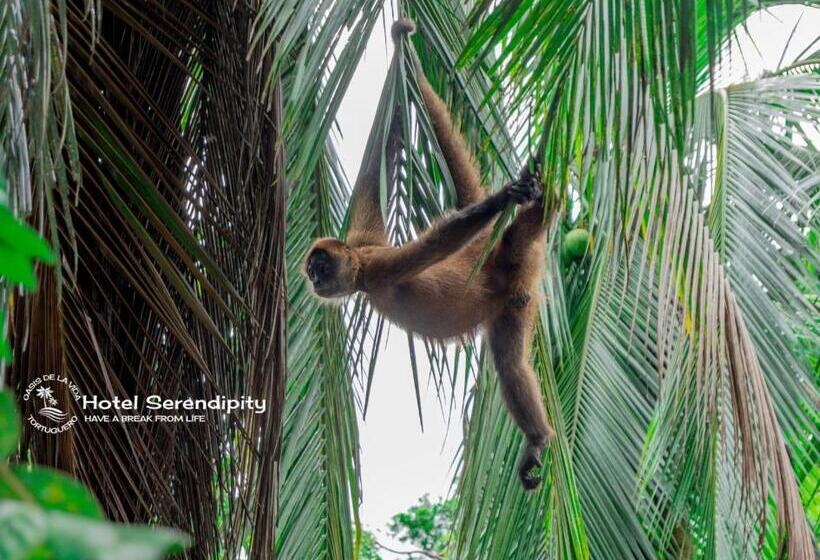 Отель Serendipity