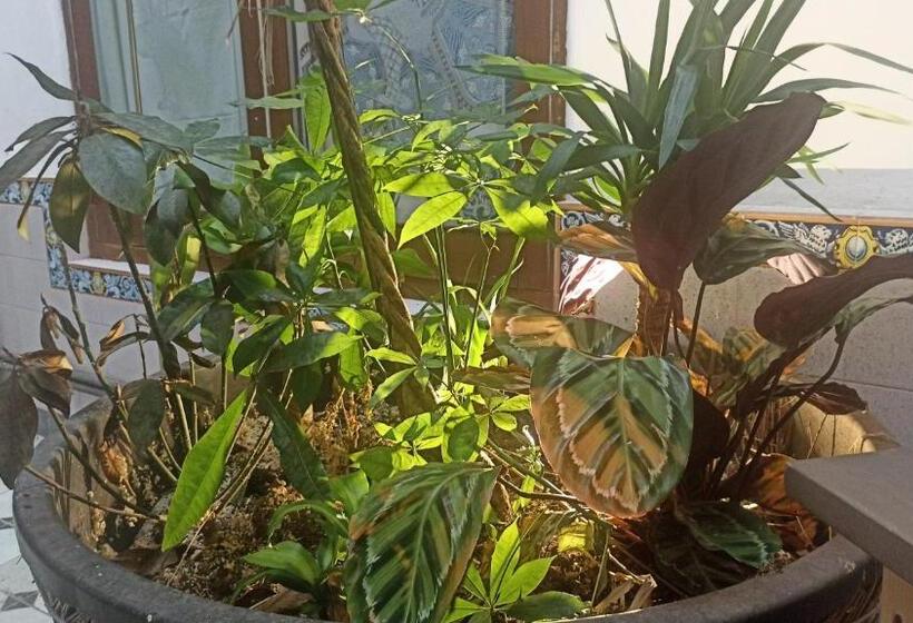 مبيت وإفطار Casa Artistica 2