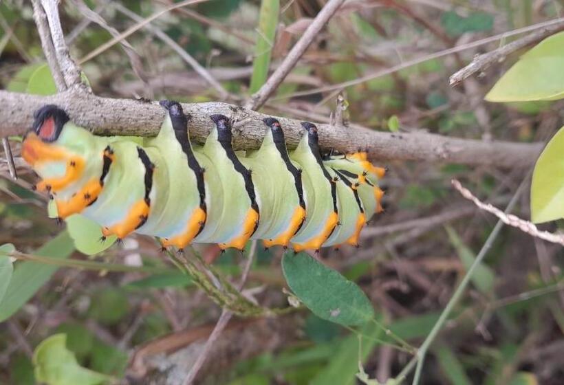 هتل Cabañas Llano Lindo Apiay