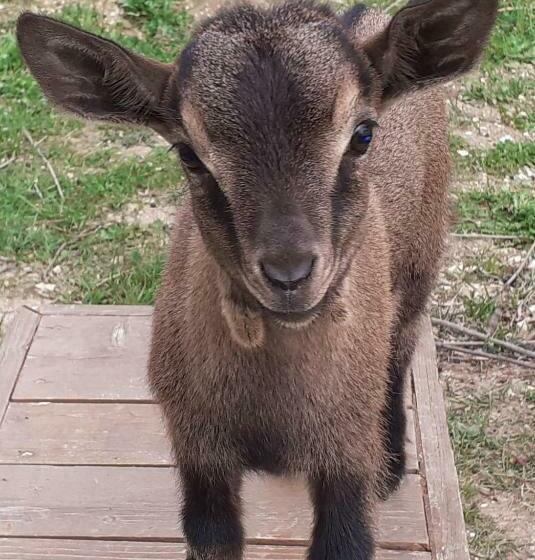 Пансион Le Cerque