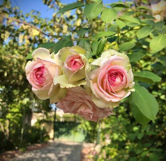 تختخواب و صبحانه Ekas Rosengarten