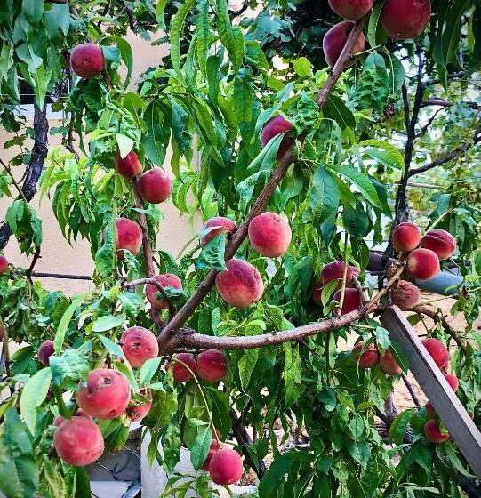 تختخواب و صبحانه Ekas Rosengarten