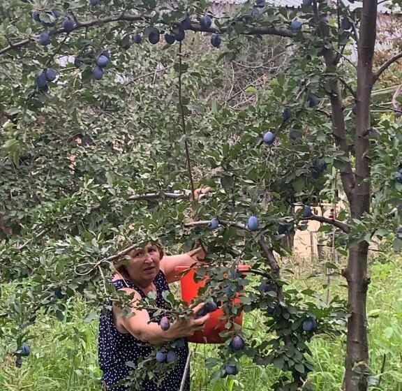 تختخواب و صبحانه Ekas Rosengarten