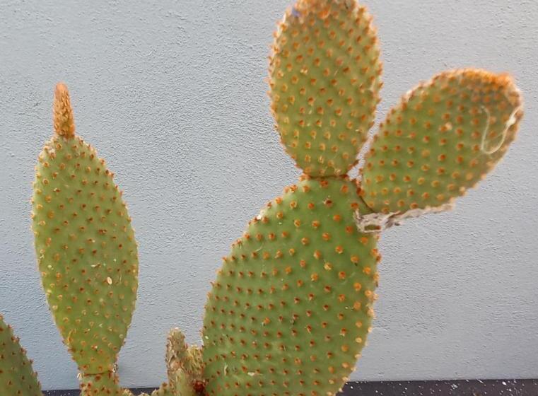 پانسیون Villino Liber