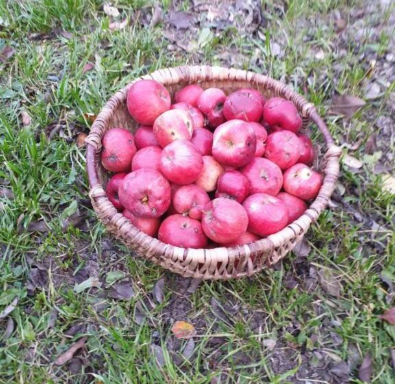 호텔 Pensiunea Denisia