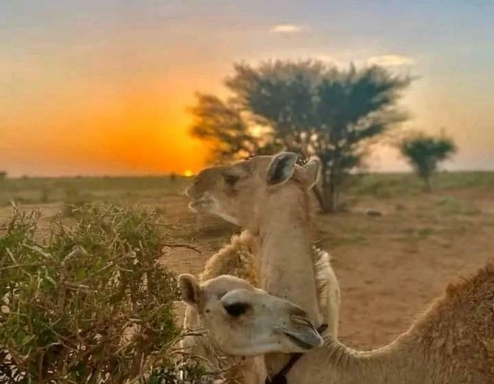 펜션 Erg Chigaga Safari Camp